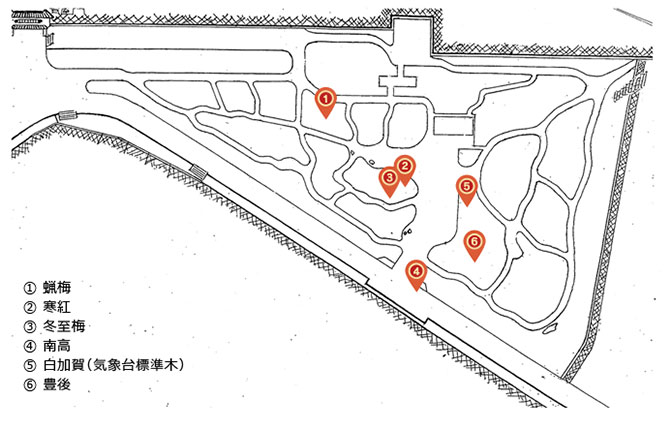 開花基準木 配置図